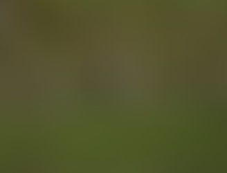 J0370♀とJ0473♂が田結湿地で仲良くしています