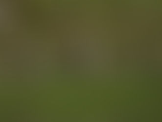 J0370♀とJ0473♂が田結湿地で仲良くしています