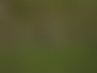 J0370♀とJ0473♂が田結湿地で仲良くしています