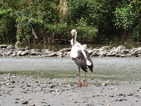 2018年06月29日 全国コウノトリ目撃情報