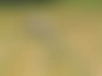 2017年09月03日 全国コウノトリ目撃情報