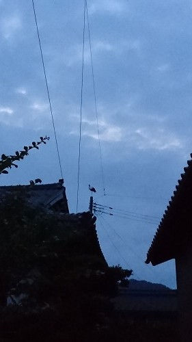 2017年07月30日 全国コウノトリ目撃情報