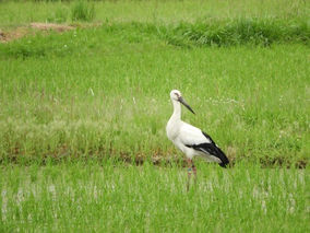 2018年05月29日 全国コウノトリ目撃情報