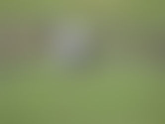 2017年01月04日 コウノトリ目撃情報