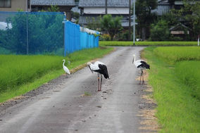 2017年08月07日 全国コウノトリ目撃情報