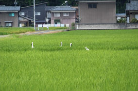 2017年08月06日 全国コウノトリ目撃情報