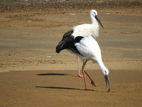 清流君(J0291♂)は宮古島市で元気に過ごしています。