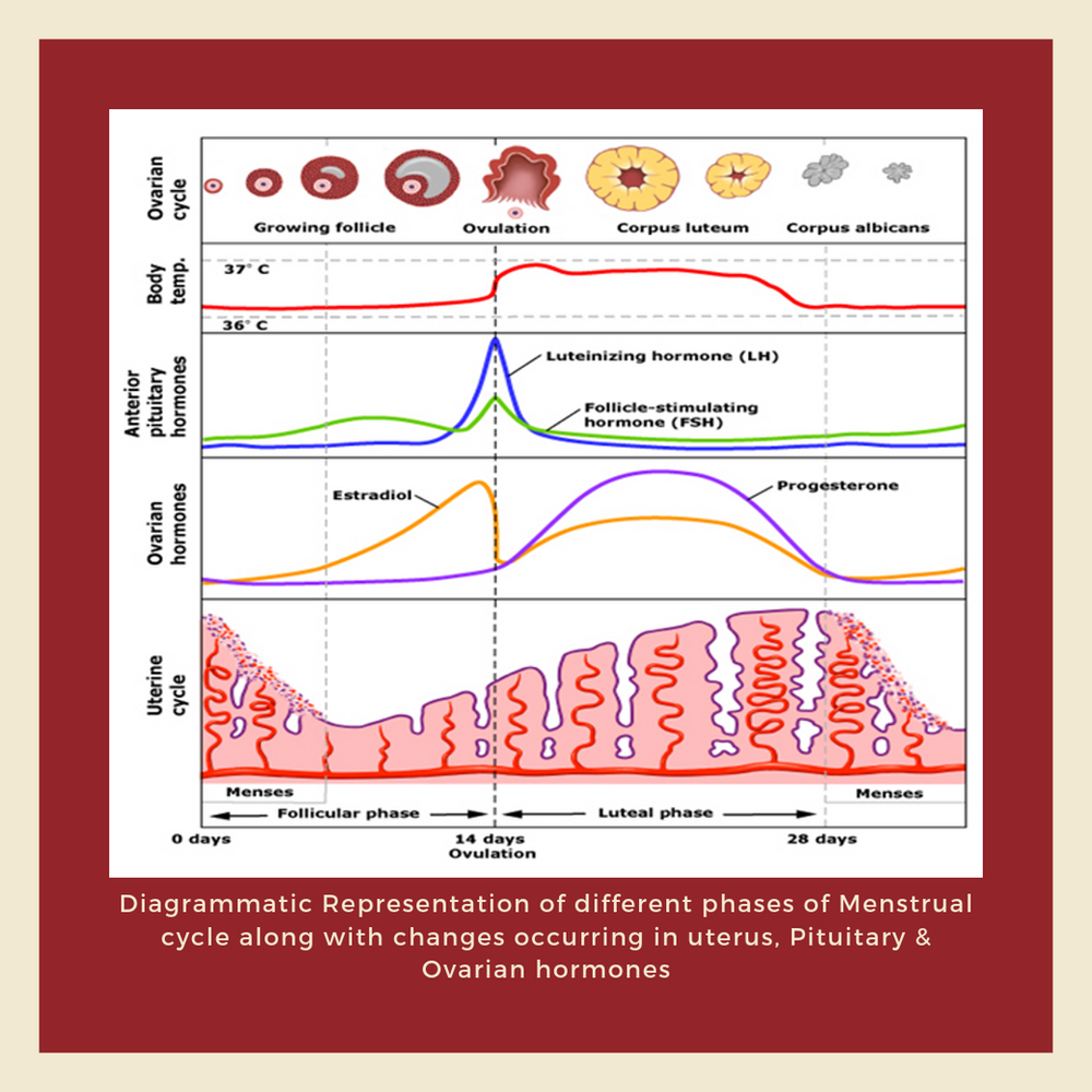 Menstrual Cycles & Strength Training