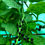 Thumbnail: Malabar Spinach (Theega Bachali)  - తీగ బచ్చలి (2g Seeds)