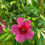 Thumbnail: Red Hibiscus Gongura - ఎర్ర మందారం గోంగూర (10 Seeds)