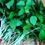 Thumbnail: White Thotakura / Milk  Amaranthus - చందమామ తోటకూర - 2gms Seeds
