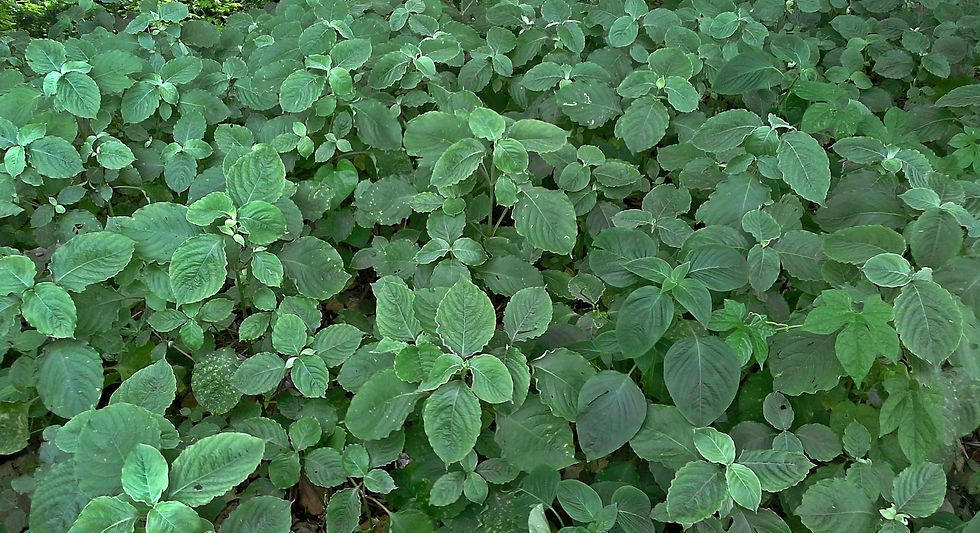 Uttareni (Leafy Vegetable) - ఉత్తరేణి - 5 gms Seeds