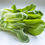 Thumbnail: Bok Choy / Pak Choi - బోక్ చోయ్ - 1.5 gm Seeds