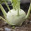 Thumbnail: Kohlrabi - Knol Khol - నూల్‌ కోల్  (1gm Seeds)