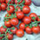 Thumbnail: Red Cherry Tomato - రెడ్ చెర్రీ టమాట -25+SEEDS