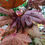 Thumbnail: Red Leaf Gongura - ఎర్ర ఆకుల గోంగూర (10 Seeds)