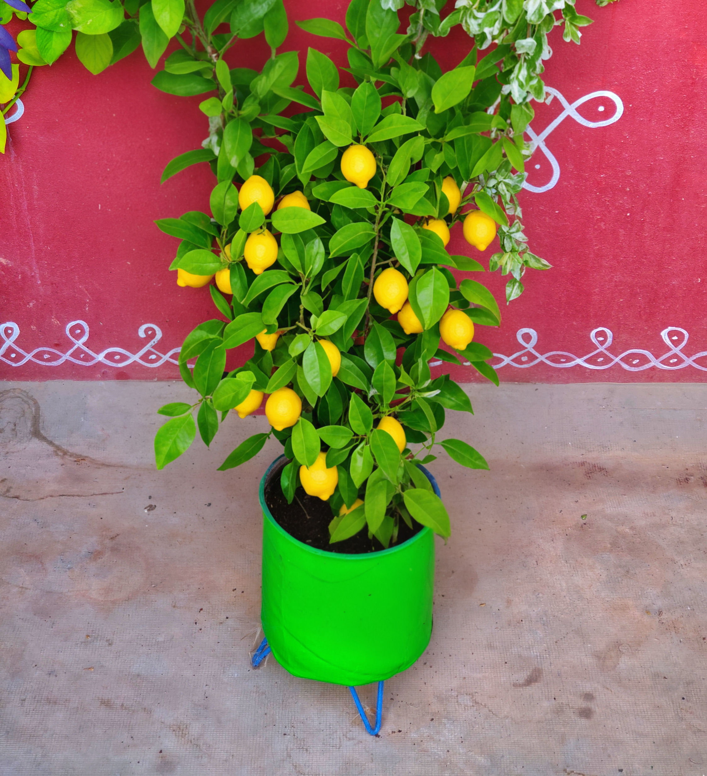 12 x 12 Inch Grow Bag