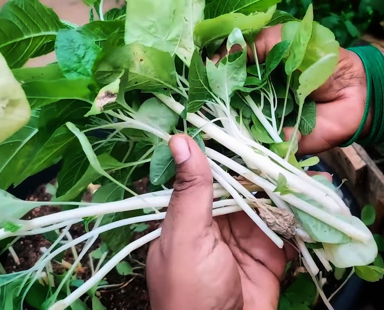 White Thotakura / Milk  Amaranthus - చందమామ తోటకూర - 2gms Seeds