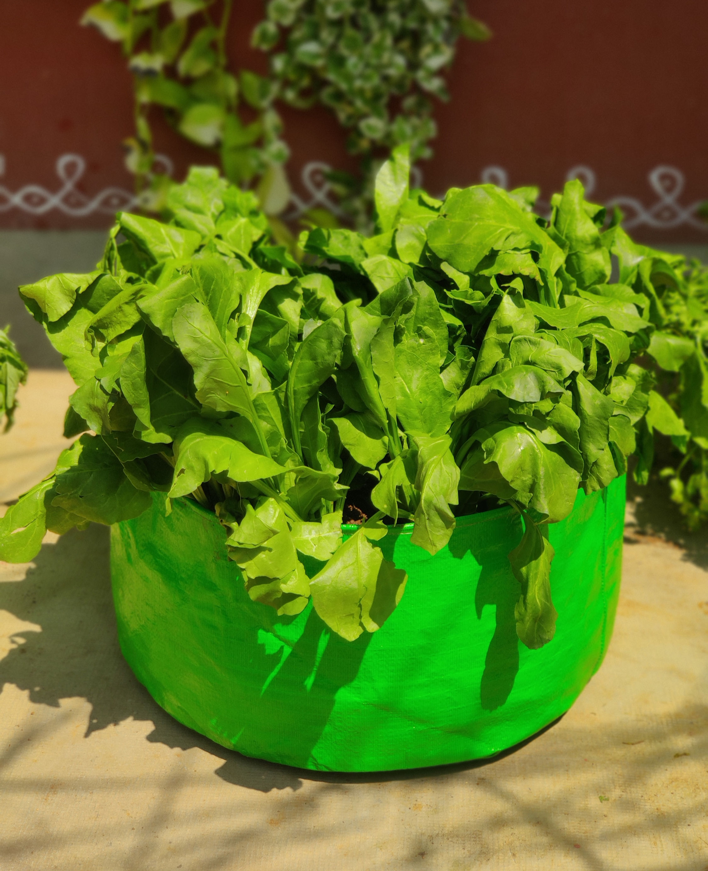 18 x 9 Inch Grow Bag