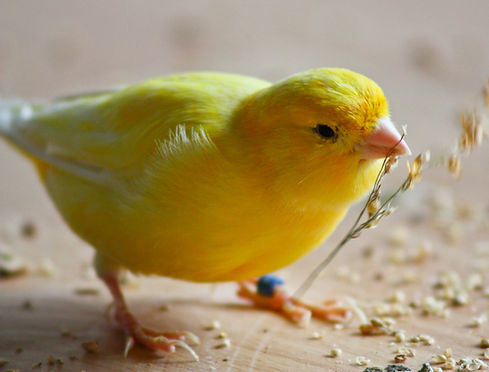 canario.jpg