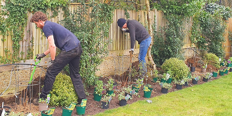 Two people gardening by a wooden fence, planting small green plants in a row. Lush trees and vibrant plants create a peaceful setting.