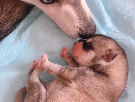アラスカンクリーカイの赤ちゃんが誕生しました!!!