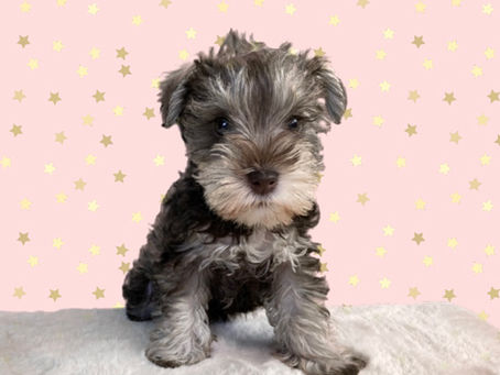 8月10 生まれのミニチュアシュナウザー