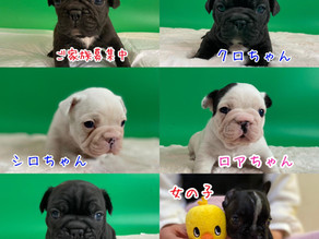 フレンチブルドッグ のBABYs
