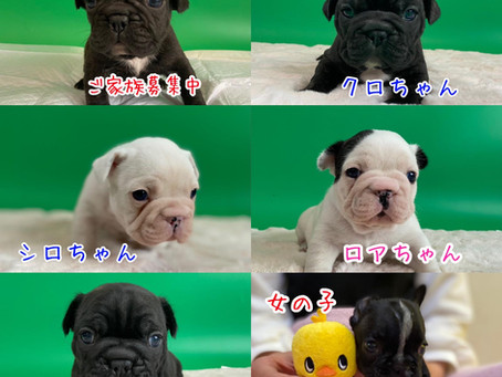 フレンチブルドッグ のBABYs