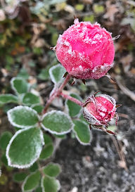 IMG_1978.JPEG