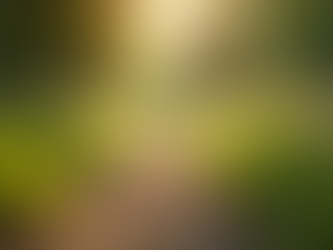 Eye-level view of a serene pathway through a forest with sunlight filtering through trees