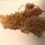 Thumbnail: Irish Sea Moss