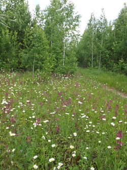 Лесной уголок