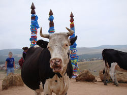 Байкал, коровы тоже посещают священные места