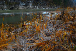 Камыши во льду