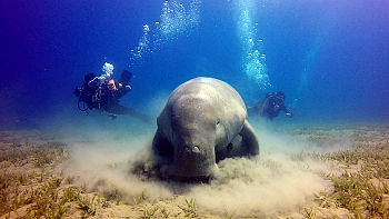 ST-6Dugong104