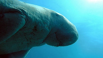 ST-6Dugong103
