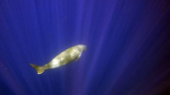 ST-6Dugong101