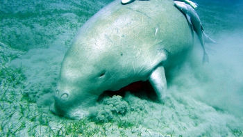 ST-6Dugong106