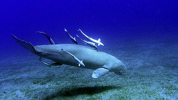 ST-6Dugong105