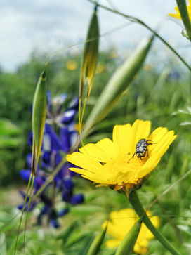 ריקי זהבי סדנאות צילום בסמארטפון