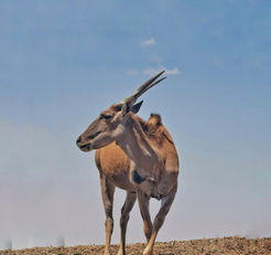 ריקי זהבי סדנאות צילום בסמארטפון