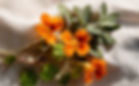 nasturtium with sage_edited.jpg
