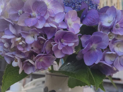 庭に咲いていました!!