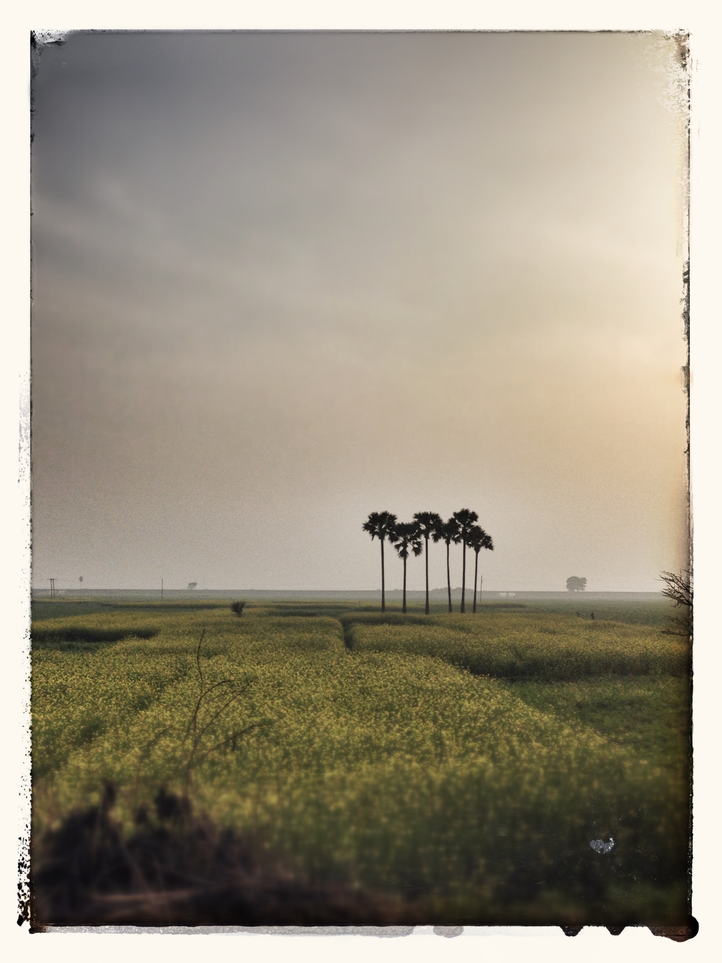 indian fields