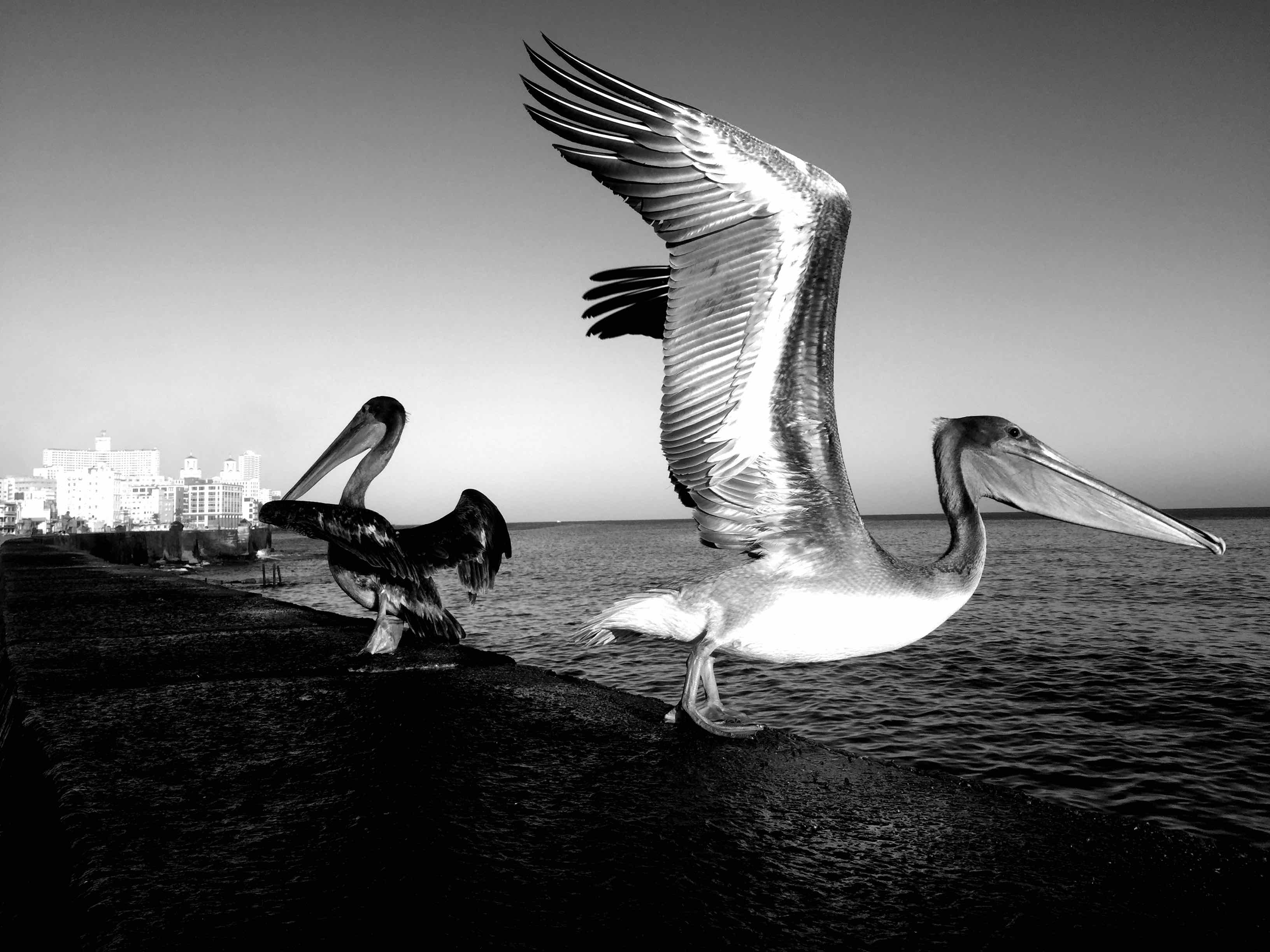 malecon peli | havana