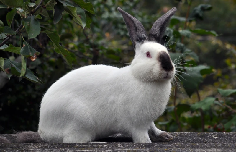 rabbit, veterinary, ecology, veterinary science, animals