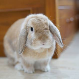 rabbit, veterinary, ecology, veterinary science, animals