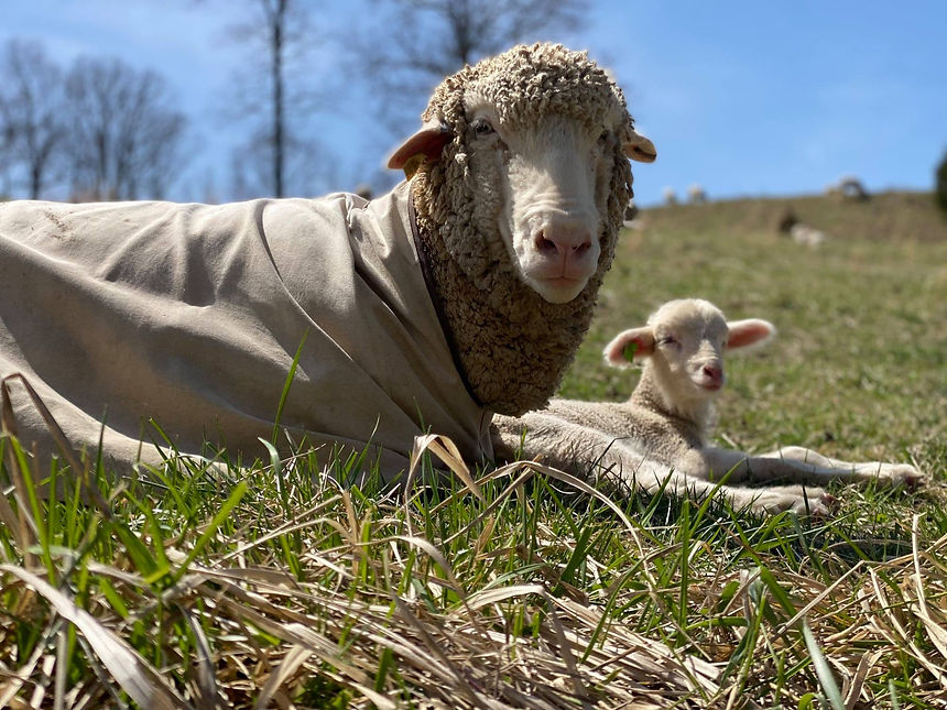 Mesta_lambing season.jpg