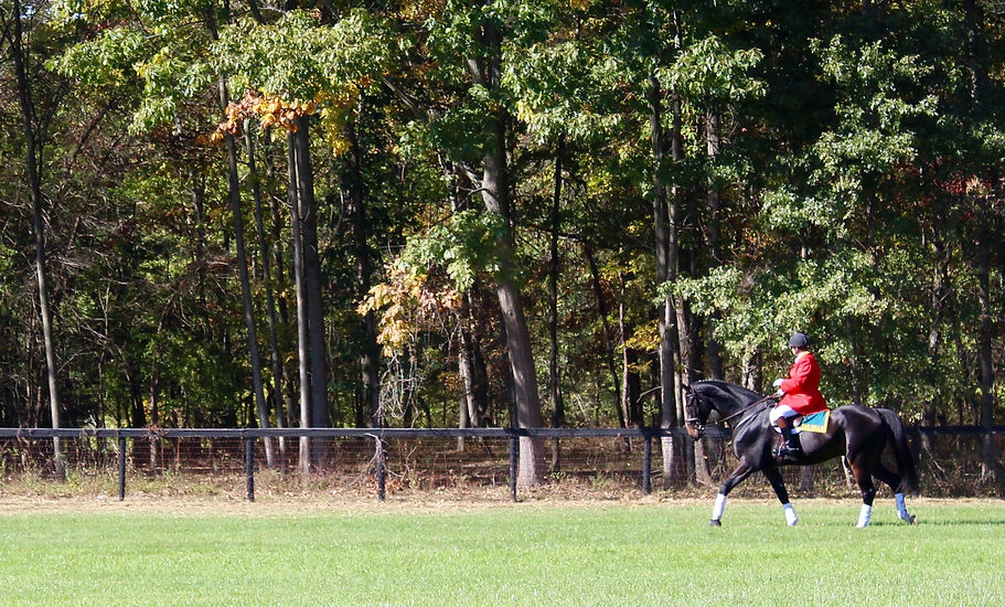 Home Four Whites Equine M